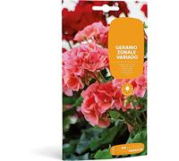 Semillas Flores Geranio para Balcón, Terraza y Jardín Mix Color
