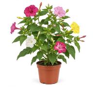 Semillas Maravilla de Perú DECOALIVE - para Sembrar en Casa | Don Diego de Noche Variado, Mirabilis Jalapa, con Flores de Varios Tonos