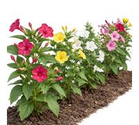 Semillas Mirabilis Jalapa DECOALIVE - para Cultivar en Casa | Don Diego de Noche Variado con Flores de Colores Variados