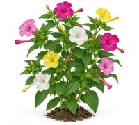 Semillas Mirabilis Jalapa Formato Sobre DECOALIVE | Don Diego de Noche Variado para Cultivar desde Semilla en Casa