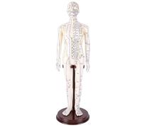 Semme Modelo de Acupuntura de 20,5 Pulgadas, Modelo de Punto de Acupuntura Humano de Cuerpo Completo con Brazos Giratorios y Base Estable, Meridianos Claramente Marcados para Enseñar a (Masculina)