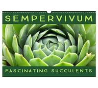 Sempervivum Fascinating Succulents (Wall Calendar 2026 DIN A3 landscape), CALVENDO 12 Month Wall Calendar: Sempervivum, 12 wonderful portraits of the fascinating succulents