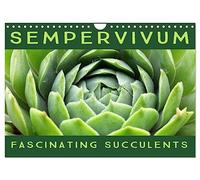 Sempervivum Fascinating Succulents (Wall Calendar 2026 DIN A4 landscape), CALVENDO 12 Month Wall Calendar: Sempervivum, 12 wonderful portraits of the fascinating succulents