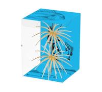 Señuelos para Lubina - 2 Unidades Señuelo Blando Erizo de Mar | Atractivo Señuelo de para Bass | para Exteriores en Agua Dulce, Salada, Lagos, Ríos, Orilla, Dores Principiantes