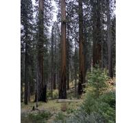 Sequoia Forest Journal Notebook - Large 8.5 x 11 Lined Writing Journal with Forest Tree Photography for Nature Lovers, Mindfulness & Reflection