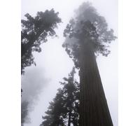 Sequoia Forest Journal Notebook - Large 8.5 x 11 Lined Writing Journal with Original Foggy Tree Photography for Nature Lovers, Mindfulness & Reflection (60-pages)