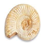 Serafino Fósil Auténtico De Amonita Jurásico De Madagascar De 1 A 1.5 Pulgadas, Fósil Real De 150 Millones De Años, Ideal Para Colección Educativa Y Regalo