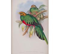 SERENDIPITP Cuadro en Lienzo Decorativo Cuadro Placa Animal Bird Pharomacrus Auriceps de Birds of Great Britain de John Gould para la Decoración del Hogar del Dormitorio 60x90cm