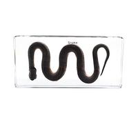 Serpiente Muestras Muestras Pisapapeles Ciclo de vida de la Biología de animal Ciencias Educación Muestras de aula Colección de Resinas 164X78X20MM