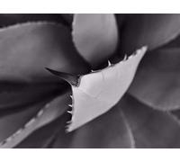 Serries, Dirk - Epitaph