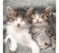 Servilletas de papel con diseño de gatos durmiendo (20 unidades, 33 x 33 cm)