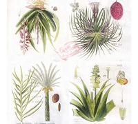 Servilletas de Papel de Colores, 20 Servilletas Shabby Chic para Boda, Cena, despedida de soltera/bebé, Partido del Té (Guatemala Plants I)