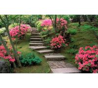 Set de 2 o 4 arbustos azalea anouk: 2 arbustos