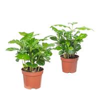 Set de 2 plantas de café - fácil de cuidar, planta de interior, Coffea Arabica - altura aprox. 20 cm, maceta de 9 cm de diámetro