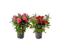 Set de 2 Rosales Miniatura con Flores Plantas Naturales para el Hogar