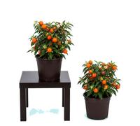 Set de 2 Unidades Solanum Pseudocapsicum Cerezo de Madeira | DECOALIVE | Maceta 10 cm | 15-20 cm de Altura | para Ambiente Acogedor