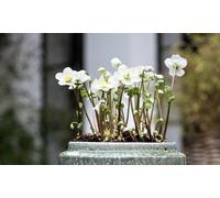 Set de 3 Helleborus Winterrose Niger Mont Blanc: 2