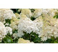 Set de 3 hortensias: Pink Lady