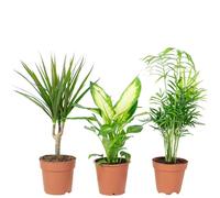 Set de 3 plantas de interior de fácil cuidado Chamaedorea, Dieffenbachia, Dracaena - planta de interior de fácil mantenimiento, maceta de 10-12 cm de diámetro