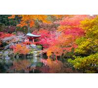 Set de 4 arces japoneses de distintas variedades y colores: Orange Dream