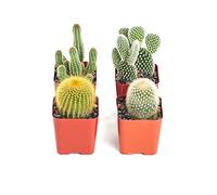 Set de 4 Cactus Variados Maceta 5cm Plantas Decorativas
