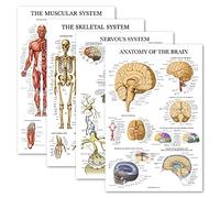 Set de 4 carteles anatómicos laminados - Muscular, esquelético, sistema nervioso, cerebro - Tabla de anatomía (LAMINADO, 18 x 27 pulgadas)