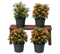 Set de 4 Unidades Solanum Pseudocapsicum Cerezo de Madeira | DECOALIVE | Maceta 10 cm | 15-20 cm de Altura | para Ambiente Acogedor