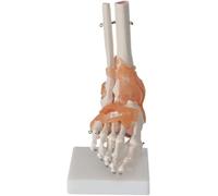 Set de 6 piezas de modelos de articulaciones humanas: modelos anatómicos del esqueleto for hombro, rodilla, cadera y codo. Herramientas didácticas de anatomía.(F)