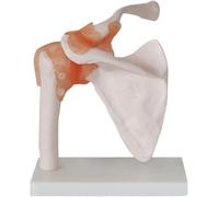 Set de 6 piezas de modelos de articulaciones humanas: modelos anatómicos del esqueleto for hombro, rodilla, cadera y codo. Herramientas didácticas de anatomía.(C)
