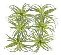 Set de 6 plantas de aire de que parecen auténticas, paquete de 6 bromelias falsas para decoración del hogar con realistas para exhibición (tamaño )