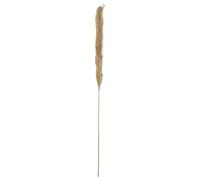 Set de 6 Ramas de una caña Natural en Natural 145cm