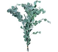 Set de 6 Ramos de Hojas de eucalipto Natural preservado Verde 1x1x80 cm
