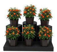 Set de 6 Unidades Solanum Pseudocapsicum Cerezo de Madeira | DECOALIVE | Maceta 10 cm | 15-20 cm de Altura | para Ambiente Acogedor