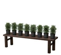 Set de 8 Unidades Solanum Pseudocapsicum Cerezo de Madeira | DECOALIVE | Maceta 10 cm | 15-20 cm de Altura | para Ambiente Acogedor
