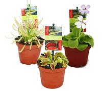 Set de iniciación Plantas carnívoras - 3 plantas