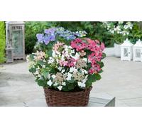 Set de plantas de hortensias Hydrangea Teller: 6 plantas / Blanco