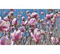 Set de plantas de Magnolia: Mix / 3