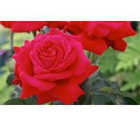 Set de rosales de flores grandes y colores vibrantes de OH2: 3 plantas / Gloria Dei (amarillo rosa)