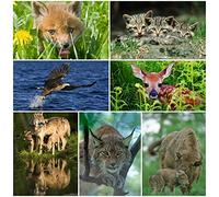 'Set de tarjetas postales de 3 d:Animales Salvajes Europea (9 x 3 de D de tarjetas postales etc. de luchsen, Wild Gatos, ahuyentar, alce etc.) - Ideal para coleccionistas y Post Crossing