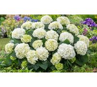 Set Hortensias Hydrangea macrophylla : 8
