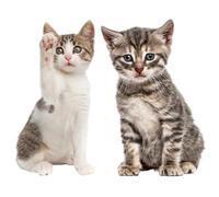 Set imagen ventana gatito I curiosidad I grande realista I impreso a doble cara I adhesivo para ventana I adhesivo estático I protección de aves I autoadhesivo reposicionable I dv950