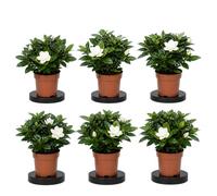Set Jardín Interior DECOALIVE Pack 6 Plantas Naturales Gardenia Jasminoides Jazmín de la India, Maceta 9 cm, 15-20 cm de altura