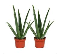 Set of 2 Aloe vera plants - approx. 2 years old - 10,5cm pot