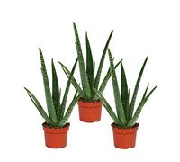 Set of 3 Aloe vera plants - approx. 2 years old - 10,5cm pot