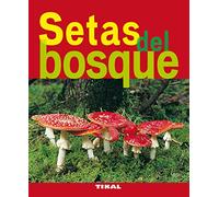 Setas Del Bosque