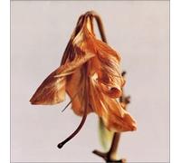 Setsuna Blue Star - Brand New Album