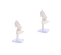 SEWACC 2 Piezas Modelo de Esqueleto Anatómico Blanco de Pvc Diseño Realista para Educación Científica y Estudios de Anatomía en Instituciones Educativas