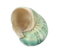 SEWACC Decoración Natural de Caracolas Marinas Grandes Verdes para Acuarios Accesorios DIY para Peceras Conchas Decorativas Realistas para Paisajismo Submarino Aptas para Agua Dulce y