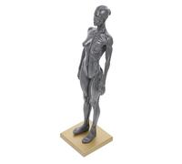 SEWACC Modelo Anatómico Femenino 30 CM de Resina Estructura Muscular y Ósea Figura Artística para Dibujo Herramienta Educativa Científica Base para Estudio Anatómico Color Aleatorio