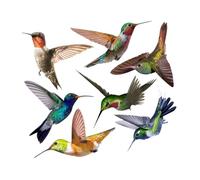 SEWACC Pegatinas De Pared De Colibrí Autoadhesivas 7 Piezas De Pvc Resistentes Anti-impacto Para Decoración De Ventanas y Paredes En Salón y Dormitorio 32x28 Cm